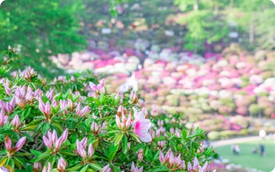 イメージ：西山公園