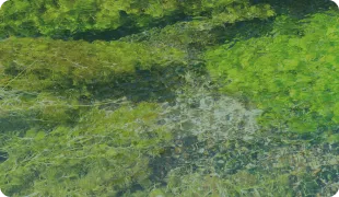 写真：こしょうずの湧水